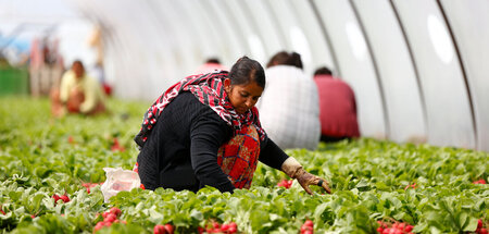Geflüchtete ernten in Italien für zwei bis drei Euro pro Stunde ...