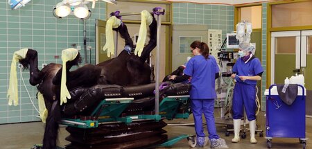 Narkotisiertes Pferd liegt zur Kastration auf einem OP-Tisch der...