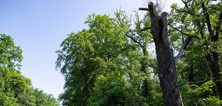 Daumendicke Löcher in der Borke: Beschädigte Eiche im Park Sanss... Daumendicke Löcher in der Borke: Beschädigte Eiche im Park Sanss...