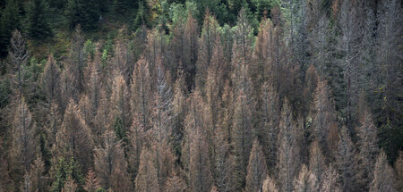 Abgestorbene Fichten in einem Waldgebiet im Frankenwald Abgestorbene Fichten in einem Waldgebiet im Frankenwald