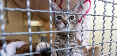 Hinter Gittern: Dieses Kätzchen sucht ein neues Zuhause (Lahr, 1...