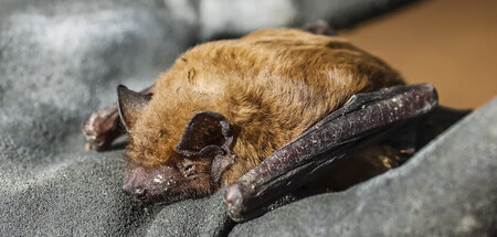 Indikator Fledermaus (hier: Großer Abendsegler in Schleswig-Hols...