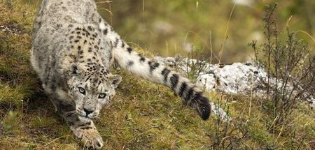 Geisterkatzen – Schneeleoparden setzen bei der Jagd auf den Über... Geisterkatzen – Schneeleoparden setzen bei der Jagd auf den Über...