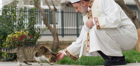 Katzen gelten im Islam als rein: »Istanbul, Stadt der Katzen« Katzen gelten im Islam als rein: »Istanbul, Stadt der Katzen«