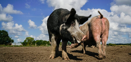 Vorbildliches Tierwohl: Sauenhaltung im Freien in der Region Wes...