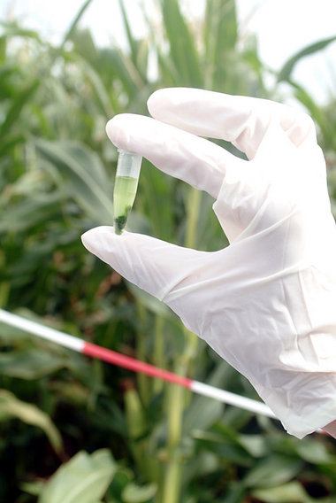 Greenpeace-Aktivist nimmt in der BRD auf einem Feld mit Gentech-...