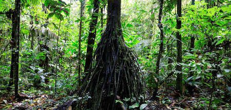 Ecuador hat abgestimmt: Der Urwald im Yasuni-Nationalpark bleibt...