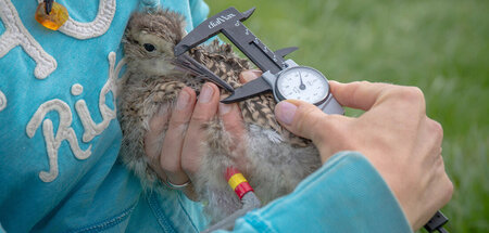 Ein Brachvogelküken wird vermessen: »Vermisst – Wo sind die Vöge...