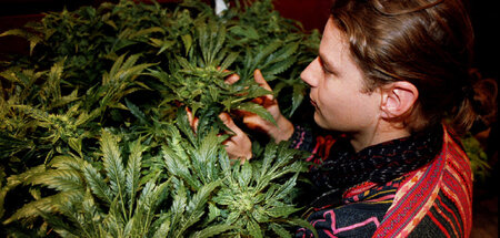 Gute Ernte: Der fünfmalige Gewinner des Cannabis Cups, Arjan Ros