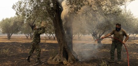 »Enorme Schäden«: Brennender Olivenbaum im griechischen Avantas,... »Enorme Schäden«: Brennender Olivenbaum im griechischen Avantas,...