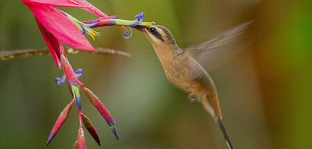 Der Kolibri ernährt sich am liebsten vom Nektar der Orchideen: »... Der Kolibri ernährt sich am liebsten vom Nektar der Orchideen: »...