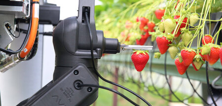 Ernte ’23: Roboter pflückt Erdbeeren (Rövershagen, 26.5.2023)