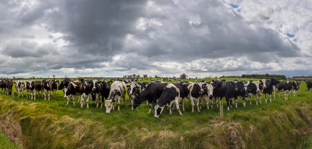 Umweltschützer fordern die Reduzierung von Irlands Viehbestand