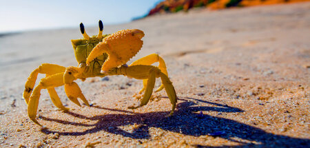 Gelbe Krabbe am Strand: »Überleben in Australiens Wildnis«