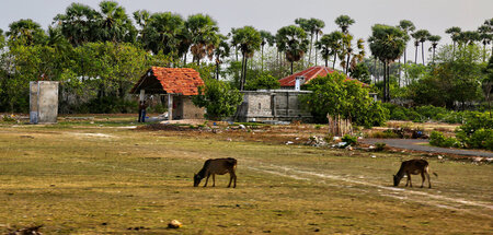 Kühe vor bei Kämpfen zerstörten Gebäuden in Sri Lanka