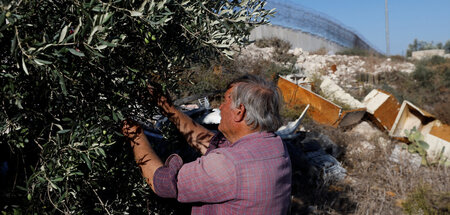 Olivenernte in der West Bank nahe Hebron (26.10.2023) Olivenernte in der West Bank nahe Hebron (26.10.2023)