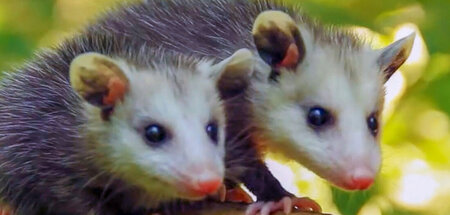 Die scheuen Opossums leben als heimliche Aasfresser: »Putzkolonn...