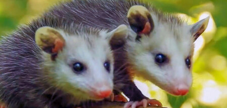 Die scheuen Opossums leben als heimliche Aasfresser: »Putzkolonn... Die scheuen Opossums leben als heimliche Aasfresser: »Putzkolonn...