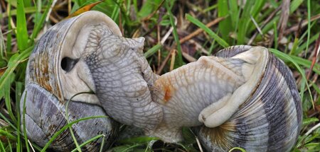 Hier geht’s ab: Weinbergschnecken bei der Paarung Hier geht’s ab: Weinbergschnecken bei der Paarung