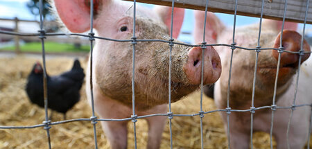 Schmecken so ähnlich wie Menschen: Schweine