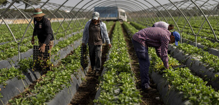 Saisonarbeiter ernten Erdbeeren auf einem Bauernhof in Almonte (