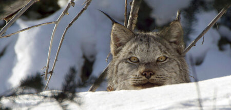 Ein Kanada-Luchs auf der Suche nach Schneeschuhhasen: »Kanada – ...