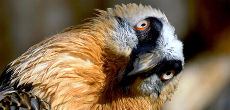 Der Bartgeier ist eine bedrohte Vogelart in den Pyrenäen: »Die P... Der Bartgeier ist eine bedrohte Vogelart in den Pyrenäen: »Die P...
