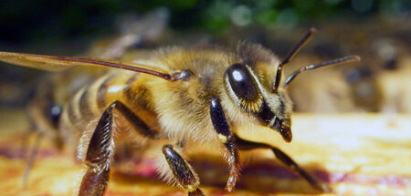 Bienen fühlen sich in Paris pudelwohl