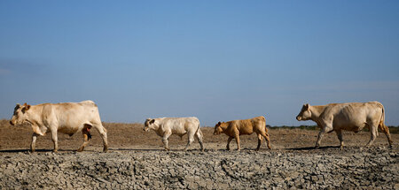 Es ist spürbar heißer geworden: Kühe in Villeneuve-en-Retz (2022...