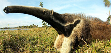 Große Ameisenbären leben im Pantanal