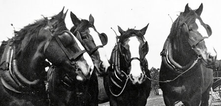 Endlich arbeitslos: Arbeitstier Pferd (Australien 1920)