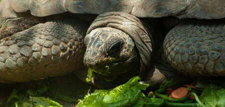 Galapagos-Riesenschildkröte: Wie lange wird sie Darwin überleben... Galapagos-Riesenschildkröte: Wie lange wird sie Darwin überleben...