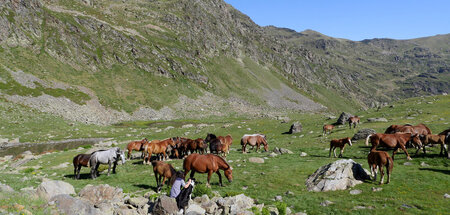 Auf hochalpinen Steilhängen leben halbwilde Pferde: »Andorra«