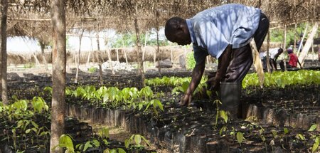 Ein Bauer in Ghana kümmert sich um junge Kakaobäume (28.2.2012)