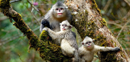 Nicht nur Stumpfnasenaffen lieben es familiär: »Ein Jahr in der ...