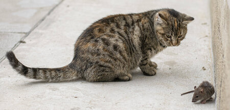 Katze sieht Maus. Für Iljenkow ist das Sehen eine »Tätigkeitswei...