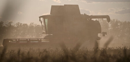 Wheat Harvest Omsk.JPG
