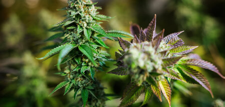 Erntereife Cannabispflanzen in einem privaten Aufzuchtzelt (Hamb...