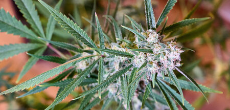 Neueste Blüte der deutschen Vereinskultur: Cannabis sativa