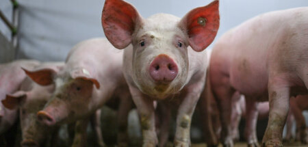 Werde ich einen Witwer heiraten? Das Schwein weiß Bescheid