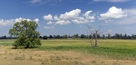 Fernab aller »Leuchtturmprojekte« blüht die Landschaft im Oderbr...