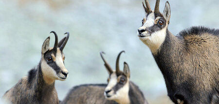 Herumlungernde Paarhufer in den Bergen: »Bayern – Land der Gams«