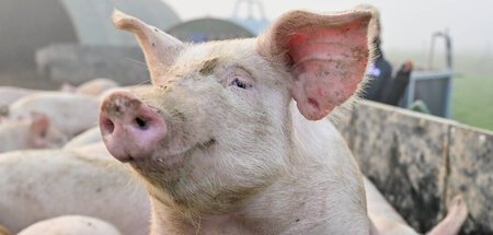 Guckt glücklich und vergnügt, landet trotzdem auf dem Teller (Ba...