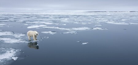 Miese Aussichten – Polarbär am Spitzbergen-Archipel