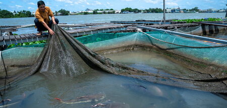 Ly Van Bon züchtet Rotschwanzwelse in seinem Fischteich in Can T... Ly Van Bon züchtet Rotschwanzwelse in seinem Fischteich in Can T...