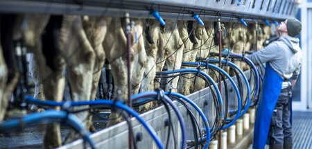 Volleistung: Melkstand einer großen Agrargenossenschaft in Meckl...