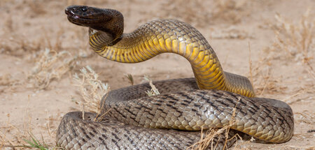 250.000 Mäuse kriegen Angst