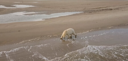 Man möchte kein Eisbär sein … Schwindende Arktis