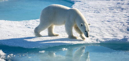 Eisbären leben ausschließlich in der Polarregion rund um den Nor...