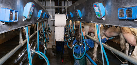 Melker stehen oft unter ökonomischem Druck, die Rinder indes unt...